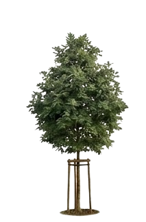 Sobreiro